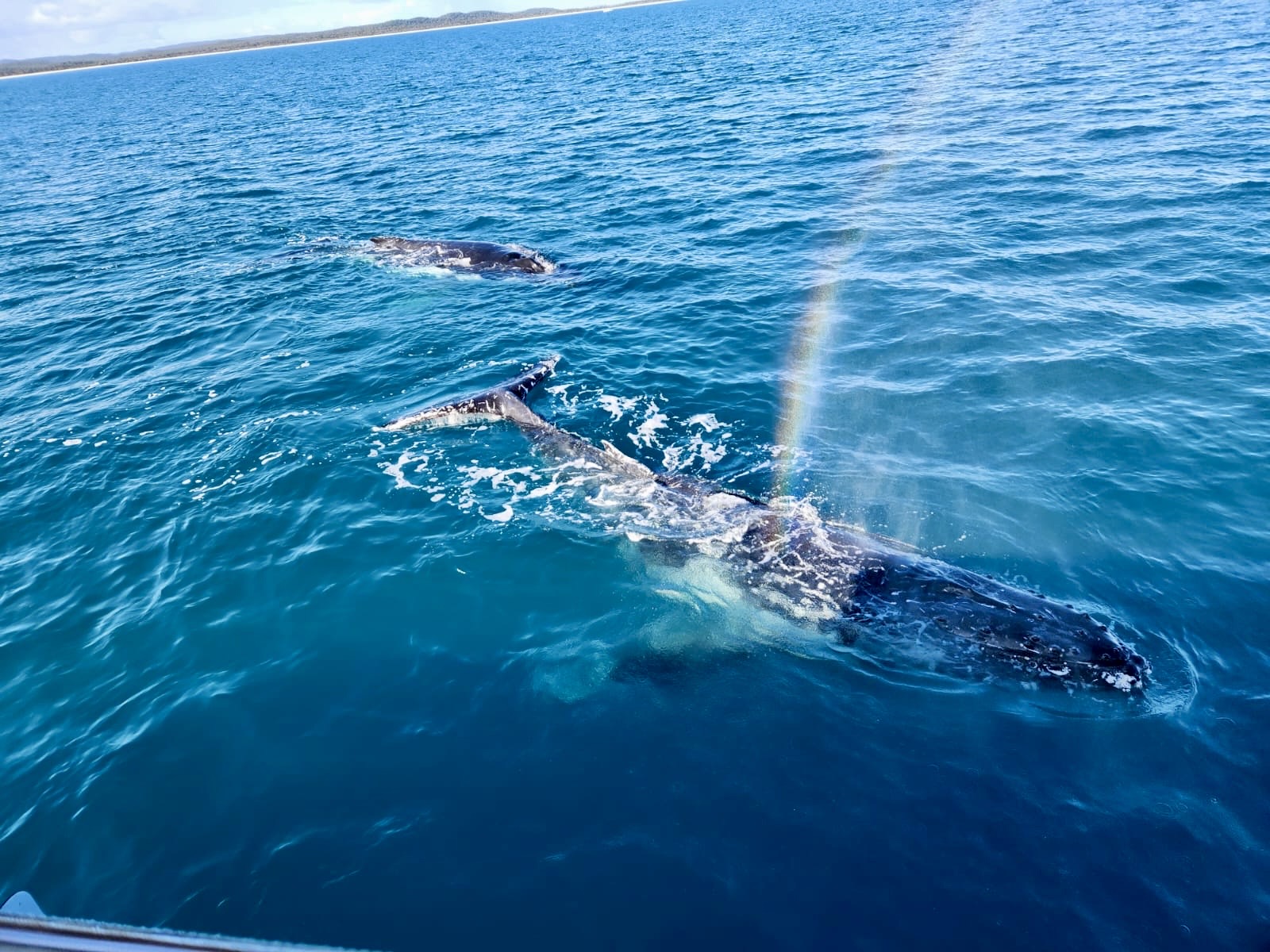 À propos. Baleine nageant dans l'océan, un spectacle majestueux de la faune marine dans son habitat naturel.